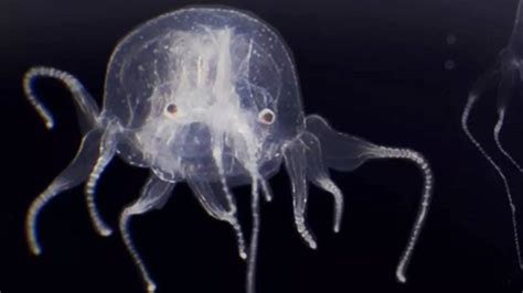 Newly Discovered Species Of Jellyfish With 24 Eyes Shocks Hong Kong