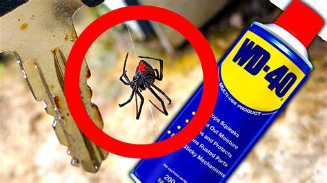 Deadly Spider Controls Testing Wd40 Spider Method Youtube