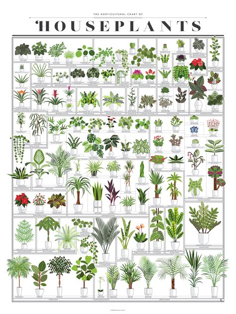 The Horticultural Chart Of Houseplants Plant Decor Indoor Common