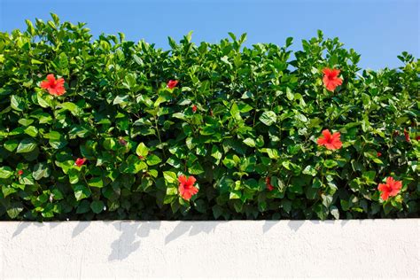 Hibiscus Hedge Planting Pruning And More Plantura