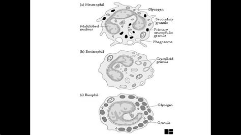 Granulocytes Types