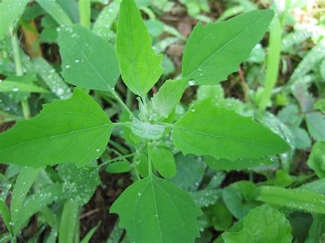 Edible Weeds 20 Common Weeds You Can Eat The Old Farmers Almanac