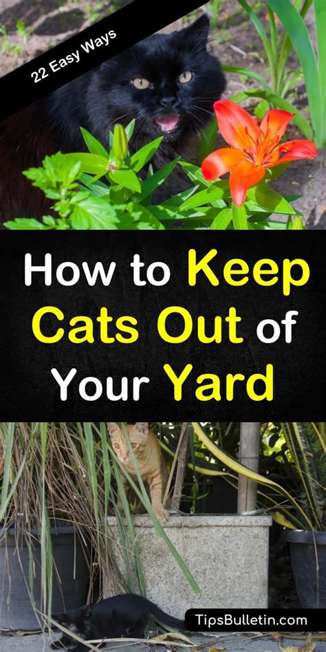Keep reading for valuable insights. How to Keep Cats Out of Your Yard - 22 Easy Ways