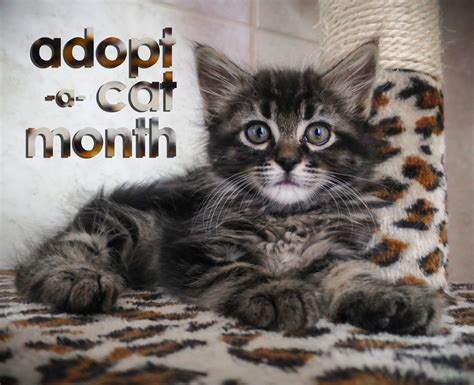 Adopt A Cat Month Just 4 Days Left Humane Society Of Ventura County