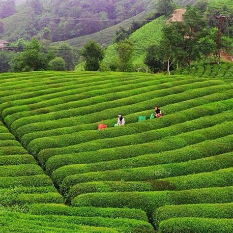 Rize turist çayı 200 gr (2). Çay tarlası. Rize, Türkiye 🇹🇷 | Geziler, Turizm, Seyahat ...