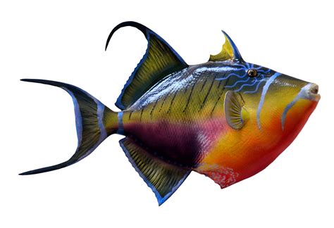 Colorful Fish PNG Image | Colorful fish, Fish, Colorful ...