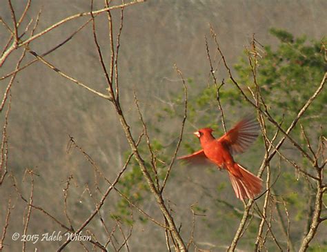 Male Northern Cardinal In Flight Birdforum