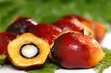 Pictures of About Palm Oil