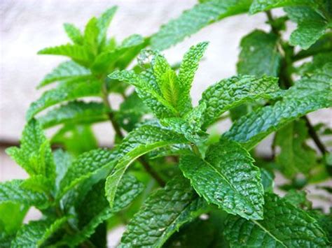 Best moroccan mint tea brand. MOROCCAN MINT (Mentha spicata). Regarded as the best mint ...