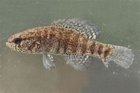 Elassoma Tnacifin Freshwater Information Network