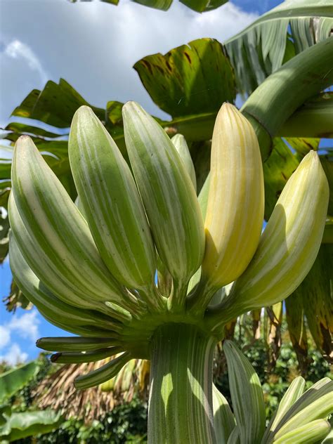 Variegated Banana Very Rare Miami Fruit