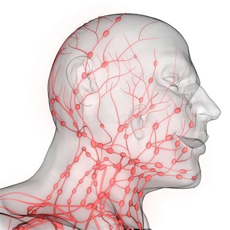Human Internal System Lymph Nodes Anatomy Stock Illustration