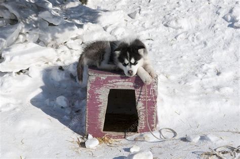 Husky Sled Dog Puppy Stock Image C0146818 Science Photo Library