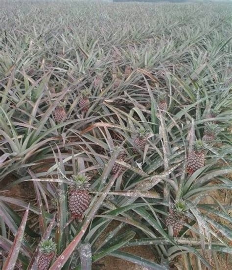 Pineapple Farming Cultivation Techniques A Full Guide Agri Farming