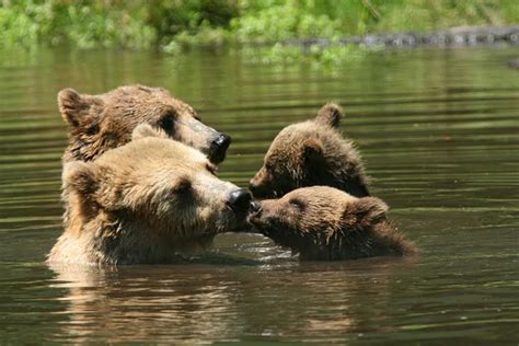 Cute The Love Of A Mother Bear For Her Cubs Cute Overload Babamail