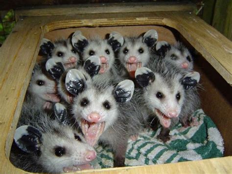 Most importantly, should you keep your fur baby locked inside until the possum is gone? Interesting Possum Pictures and Facts | Animal Wildlife
