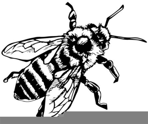 Bee Black And White Clipart