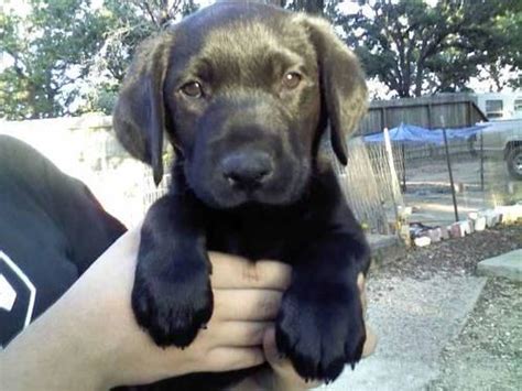 All these dogs have a 5 year guarantee! AKC Beautiful Female Black Lab puppies (reduced) for Sale ...