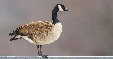 Canadian Goose 15 Interesting Facts 2023