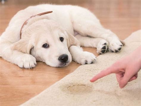 Why does potty training regression happen? Puppy Potty Training Timeline - American Kennel Club