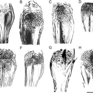 Pdf Morphological Keys For The Identification Of Italian Phlebotomine Sand Flies Diptera