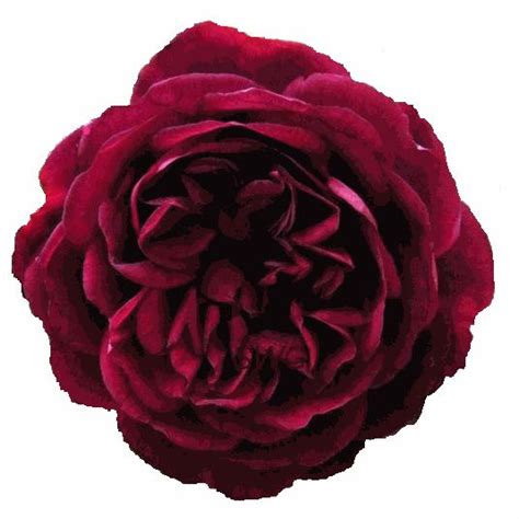 Burgundy Garden Rose