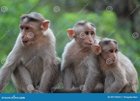 Monkeys Team Stock Photo Image 49110243