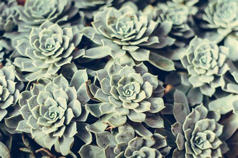Background Of Succulents ~ Nature Photos ~ Creative Market