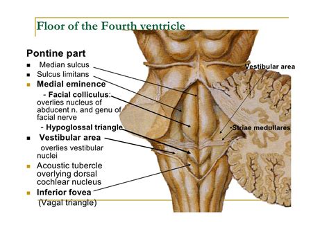 Fourth Ventricle