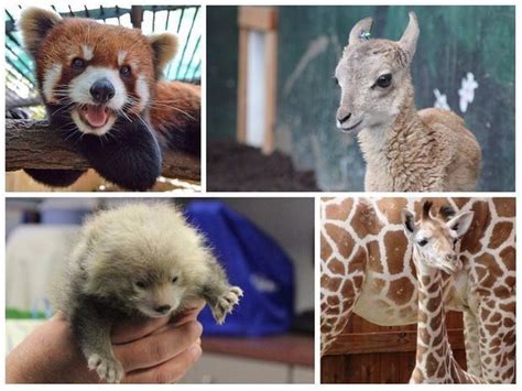 Upstate New Yorks Cutest Zoo Animal Get To Know The Adorable Winner