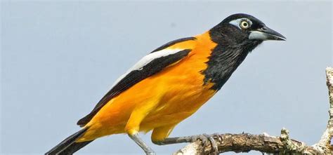 Aves Exóticas En Venezuela