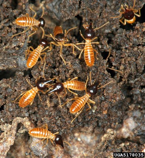 Termites Genus Nasutitermes