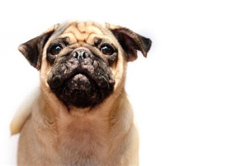Characteristics And Treatments For Acne In Dogs My Animals