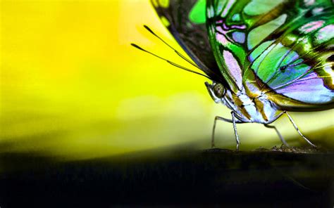 2880x1800 Background In High Quality Butterfly Coolwallpapersme