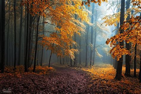 Stunning Autumn Forest Photos By Czech Photographer Janek Sedlář