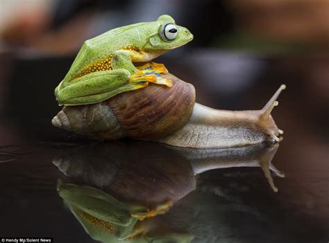 Indonesian Flying Frog Tries To Hitch A Ride On Snails Back Daily Mail Online