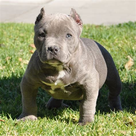 Check spelling or type a new query. Your Guide To Pocket Pitbulls (& Bullies) - An Inside Look