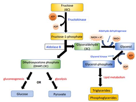 Metabolism Of Fructose Sorbitol Galactose And Ethanol Biochemistry