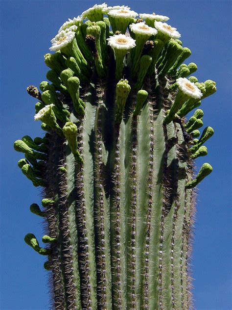 Carnegiea Gigantea Saguaro Cactus World Of Flowering