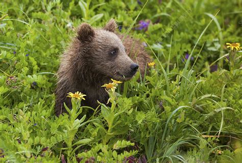 Brown Bear Cub Lake Clark Alaska Usa Stock Image F0092289