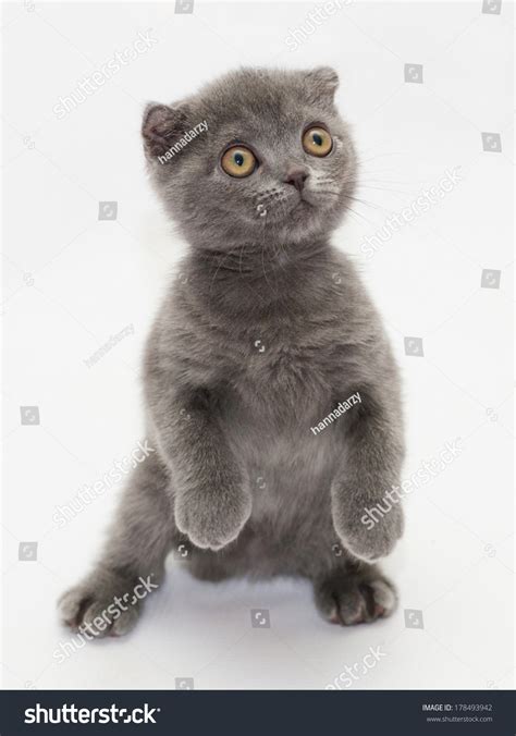 Small Blue Kitten Scottish Fold Standing On Hind Legs On Gray White