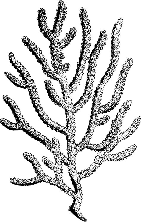 Onlinelabels Clip Art Coral