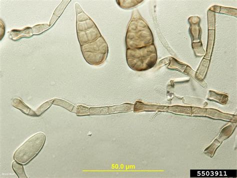 Leaf Spot Genus Stemphylium