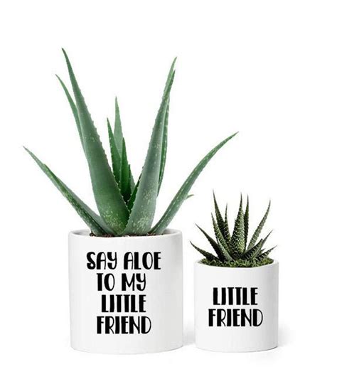 Say Aloe To My Little Friend Pot Decals For Aloe And Succulent Etsy Plant Pot Diy Aloe Vera