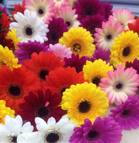 Multi Color Gerbera Daisies Gerbera Daisy Gerbera Daisy