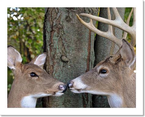 Whitetail Buck And Doe Art Print Canvas Print Poster