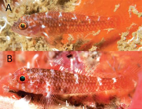 Trimma Christianeae A New Species Of Pygmy Goby From Milne Bay Reef
