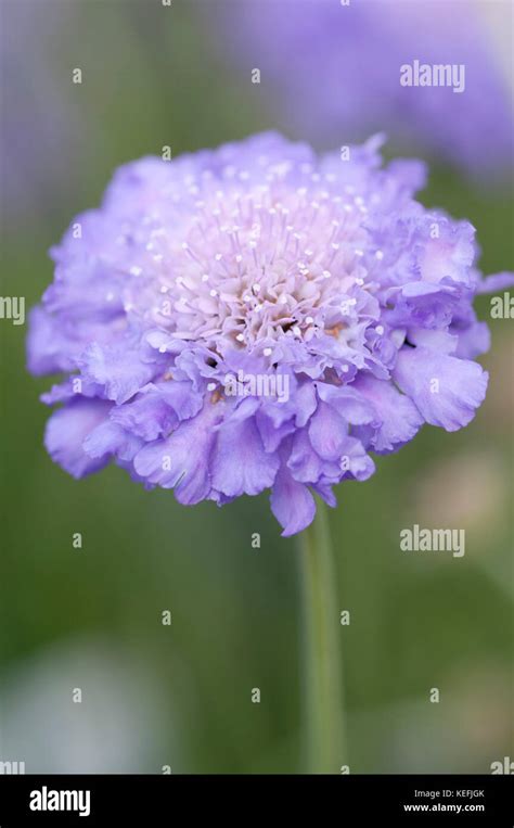 Scabiosa Hi Res Stock Photography And Images Alamy