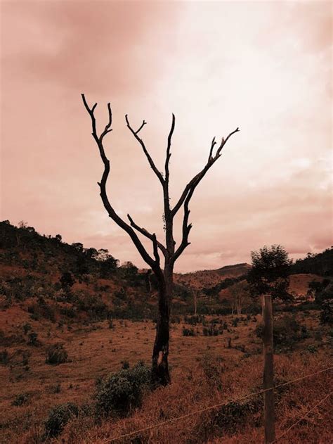 100000 Best Dead Tree Photos · 100 Free Download · Pexels Stock Photos