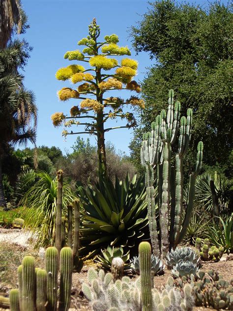 Arizona Cactus Garden Wikiwand